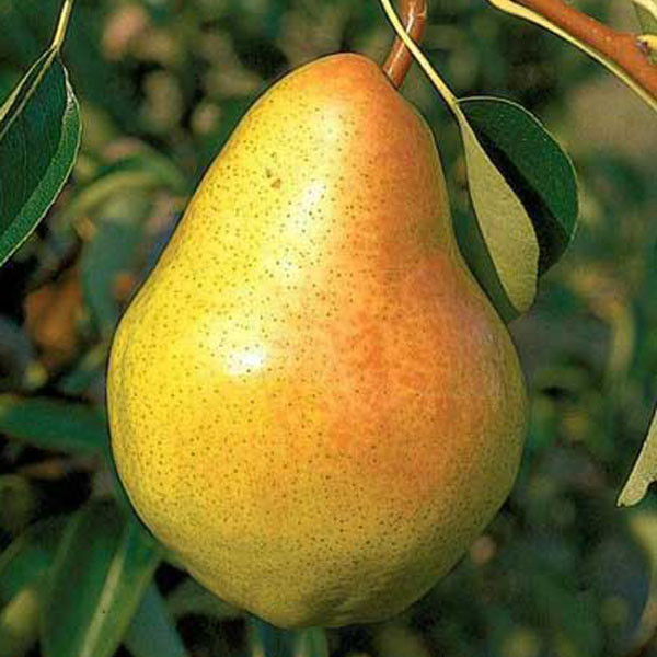 نهال گلابی درشت و شیرین