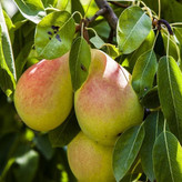 نهال گلابی اسپادانا