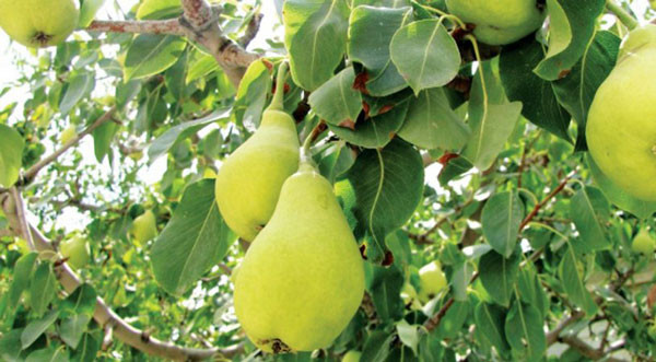 نهال گلابی درگزی دیرگل