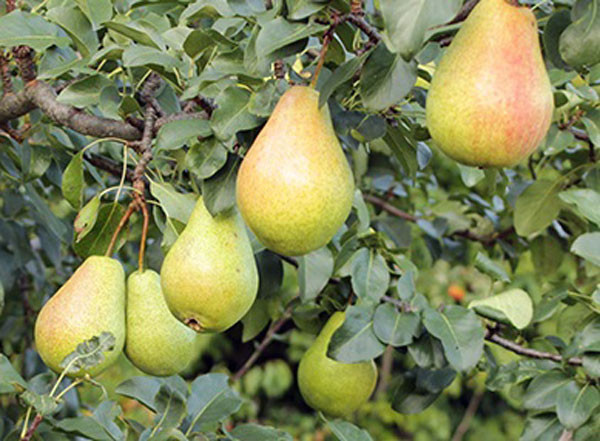 نهال گلابی درشت