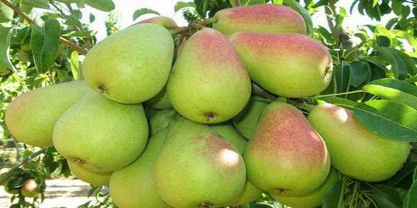 نهال گلابی درشت