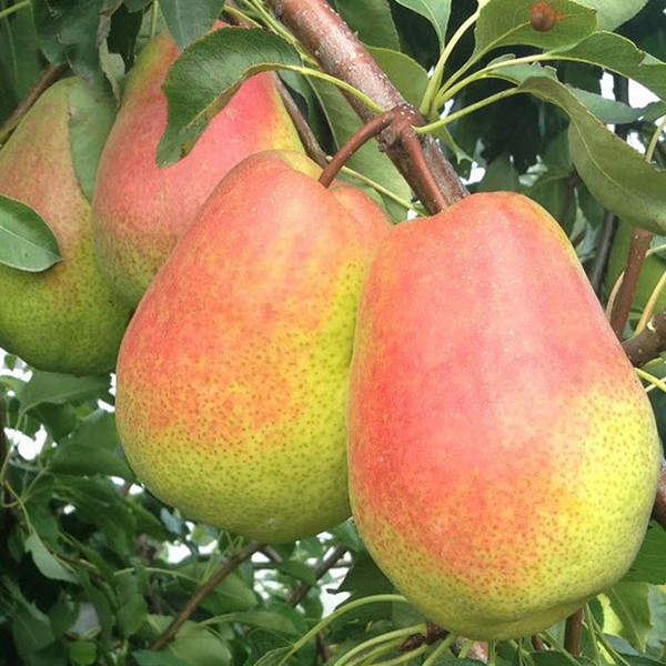 نهال گلابی خاص و شیرین