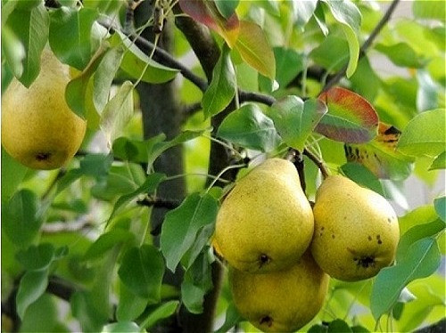 نهال گلابی کلاپ رقم خاص گلابی