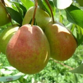 نهال گلابی بارلت