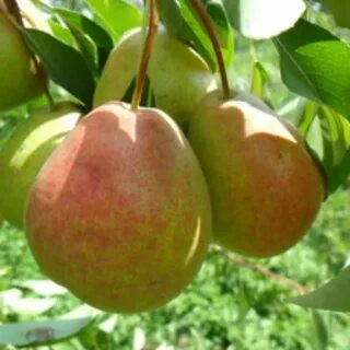 نهال گلابی بارلت