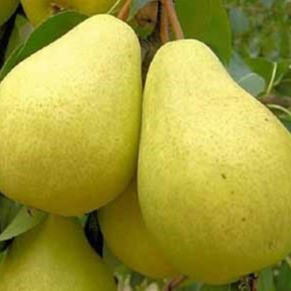 نهال گلابی بارلت خاص و کمیاب