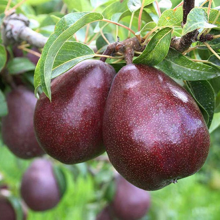 گلابی قرمز رد آنجو