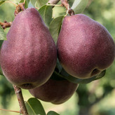 گلابی قرمز شیرین