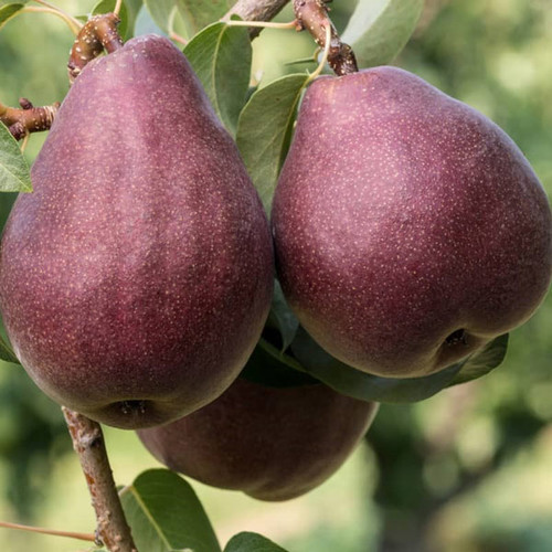 گلابی قرمز شیرین