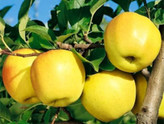 خرید نهال سیب گلدن دلیشز (طلایی)