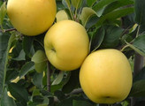 Golden Delicious apple seedlings