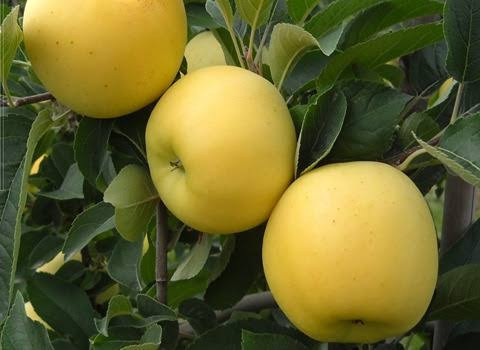 Golden Delicious apple seedlings