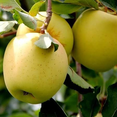 نهال سیب گلدن دلیشز (طلایی) پر بار