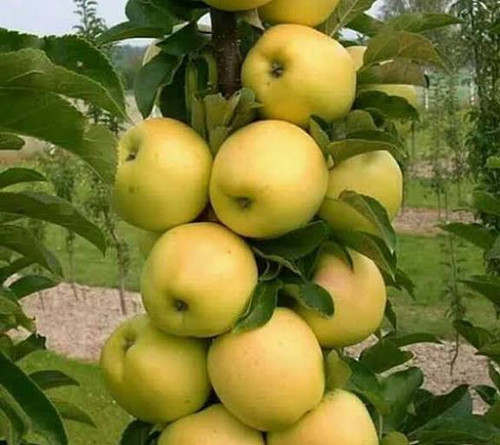 نهال سیب گلدن دلیشز (طلایی) پایه کوتاه