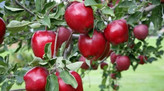 Red Delicious apples (red)