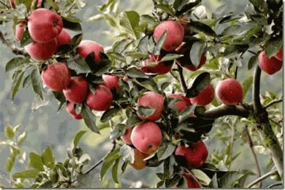 سیب رد دلیشز (قرمز) پایه کوتاه