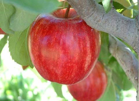 خرید نهال سیب فوجی