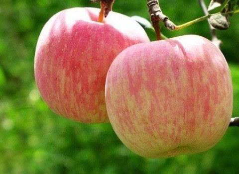 نهال سیب فوجی قرمز ابدار