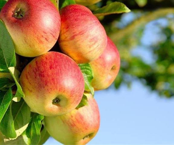 سیب شفیعآبادی دیر گل و پر محصول