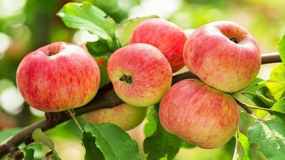 سیب شفیعآبادی پایه کوتاه پر محصول