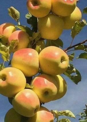 Yellow Lebanese apple seedlings