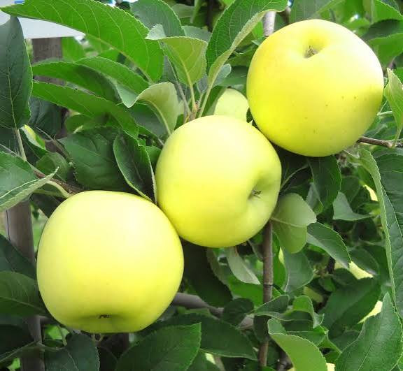 خرید نهال سیب لبنانی زرد پر محصول