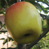 نهال سیب لبنانی زرد گلدانی بزرگ