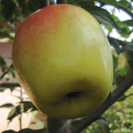 نهال سیب لبنانی زرد گلدانی بزرگ