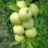 فروش نهال سیب لبنانی زرد درشت