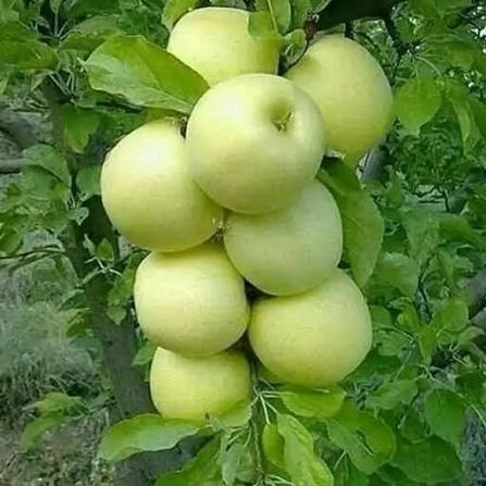 فروش نهال سیب لبنانی زرد درشت