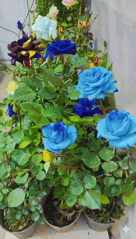 رز هلندی بسیار جذاب کمیاب