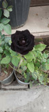 گل رز هلندی مشکی گلدانی