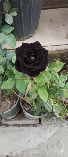گل رز هلندی مشکی گلدانی