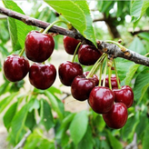 نهال آلبالو خوشه ای