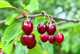 نهال آلبالو مجاری دیر گل