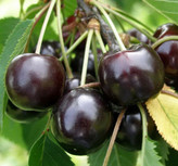 نهال آلبالو دیررس و خوش رنگ