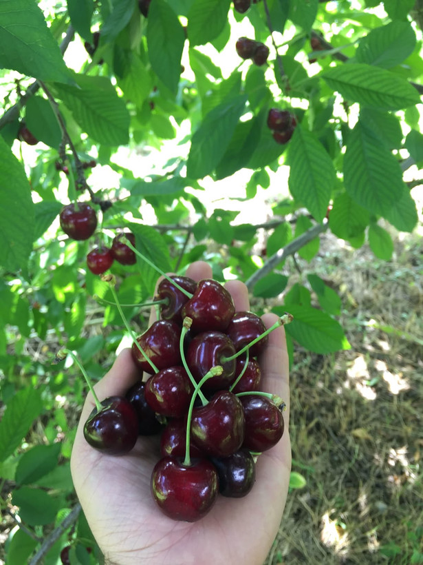 نهال آلبالو رقم خاص و خوشمزه