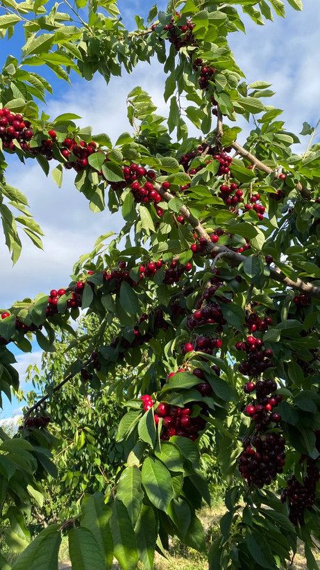 نهال آلبالو اکبر نوری