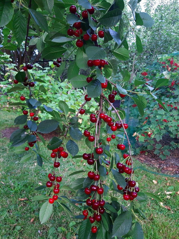 نهال آلبالو پربار و دیرگل