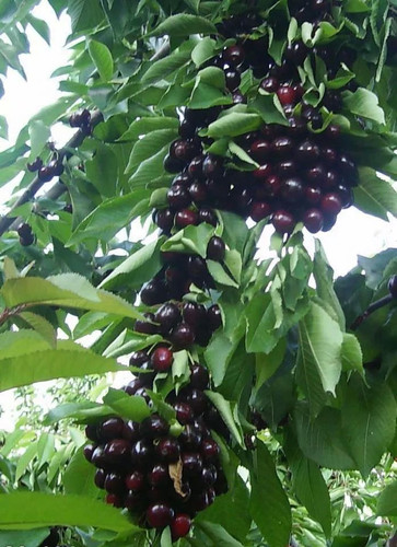 نهال آلبالو قجری رقم خاص آلبالو