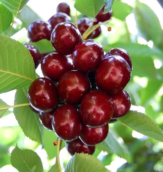 نهال گیلاس شاهرودی پر محصول