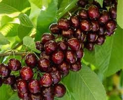 Shahroudi cherry seedlings