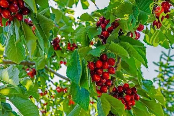 خرید نهال گیلاس شاهرودی پایه کوتاه