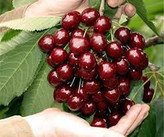 Dutch cherry seedlings