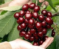 Dutch cherry seedlings