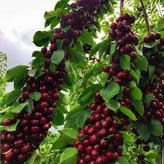 خرید نهال گیلاس هلندی تک دانه