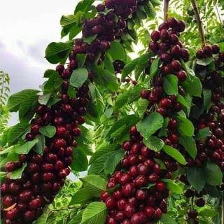 خرید نهال گیلاس هلندی تک دانه