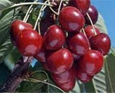 نهال گیلاس هلندی بزرگ و دانه درشت