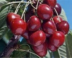 نهال گیلاس هلندی بزرگ و دانه درشت