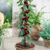 گیلاس پایه کوتاه درشت دانه سیاه ابدار